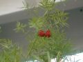 pic01514.jpg