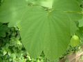 pic04005.JPG