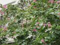 pic04014.JPG